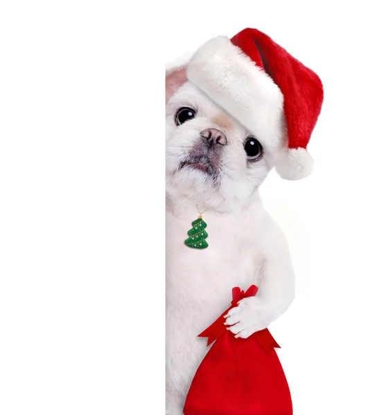 Kutya, piros karácsonyi kalapban. — Stock Fotó