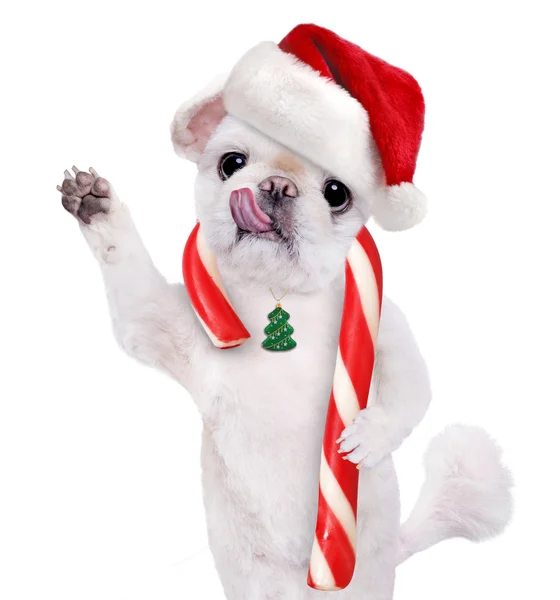 Dog in red hat holds a Christmas candy. — Stock Photo, Image