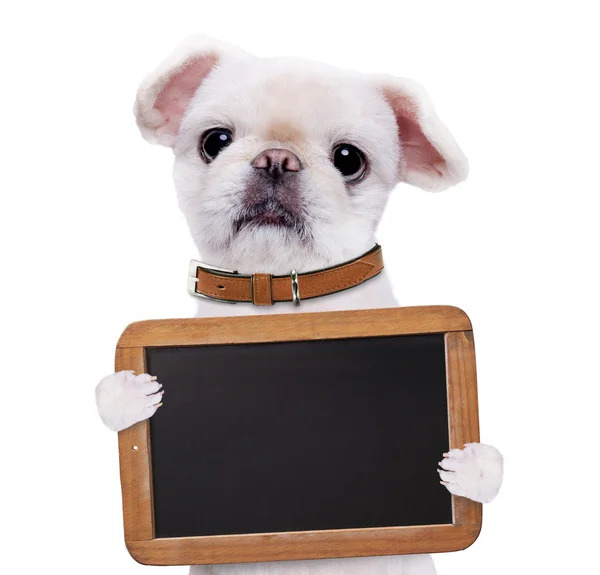 Dog holding in his paws board. — Stock Photo, Image