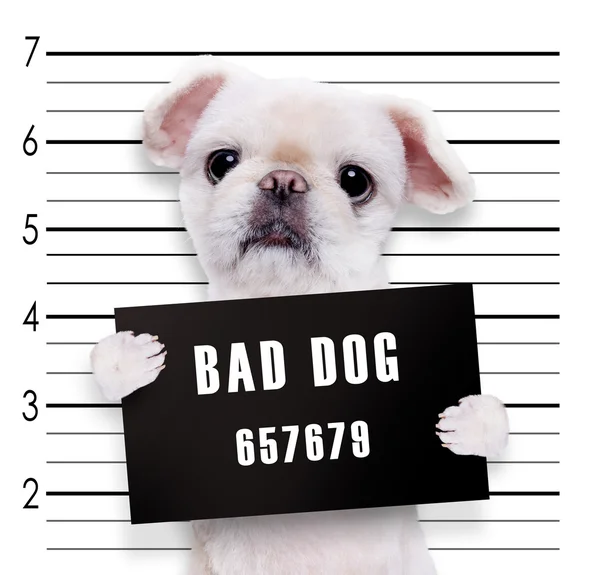 Funny bad dog. Humor. — Stock Photo, Image