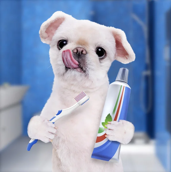 Cepillarse los dientes perro  . — Foto de Stock