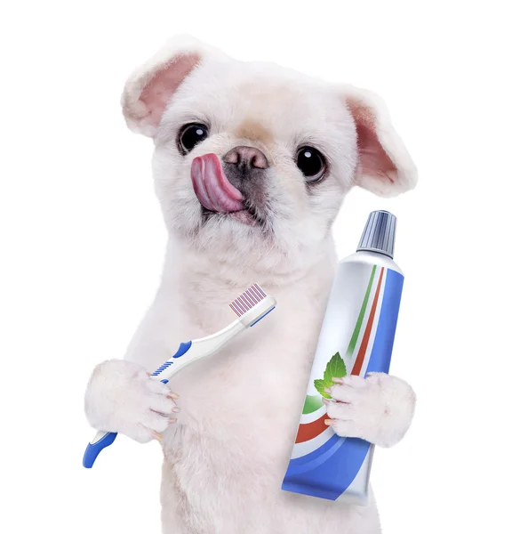 Brushing teeth dog . — Stock Photo, Image