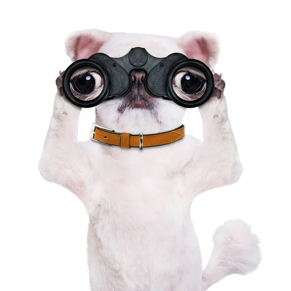 Dog looking through the binoculars. — Stock Photo, Image