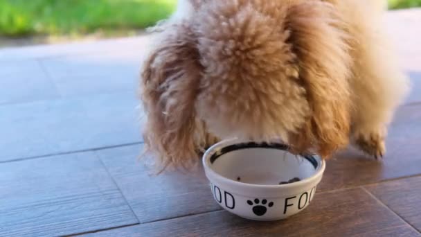 Hambriento Perro Comer Dieta Seca Plato Alimentos — Vídeos de Stock