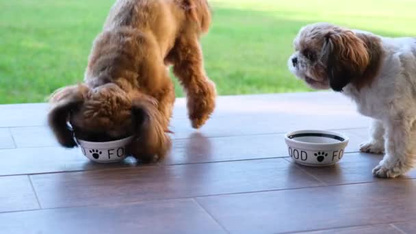 Dois Shih Tzu Famintos Comem Tigelas Comida Dieta Seca — Vídeo de Stock