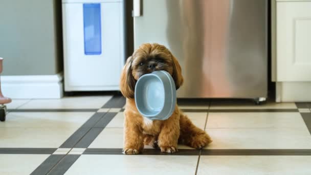 Hungry Shih Tzu Cachorro Sosteniendo Tazón Vacío — Vídeos de Stock