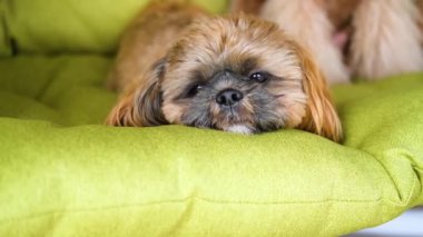 Köpekler bahçede sallanan sandalyede dinleniyor..