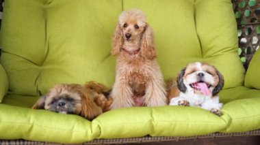 Köpekler bahçede sallanan sandalyede dinleniyor..