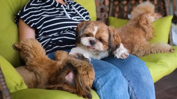 Vrouw Met Honden Rustend Hangstoel Tuin — Stockvideo