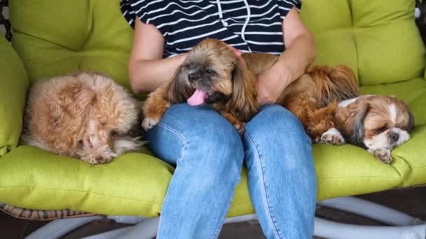 Γυναίκα Σκυλιά Αναπαύονται Στην Κρεμαστή Καρέκλα Στον Κήπο — Αρχείο Βίντεο