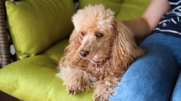 Mujer Con Perro Descansando Silla Colgante Jardín — Vídeos de Stock