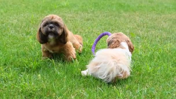 Psy Shih Tzu Zielonym Trawniku — Wideo stockowe