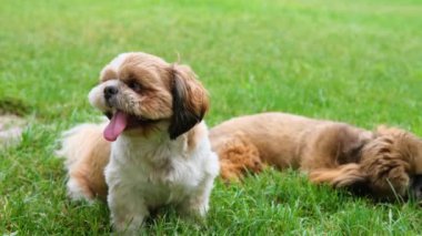 Köpekler yeşil çimlerde Shih Tzu.