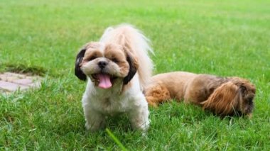 Köpekler yeşil çimlerde Shih Tzu.