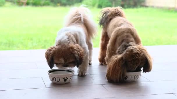 Dois Shih Tzu Famintos Comem Tigelas Comida Dieta Seca — Vídeo de Stock