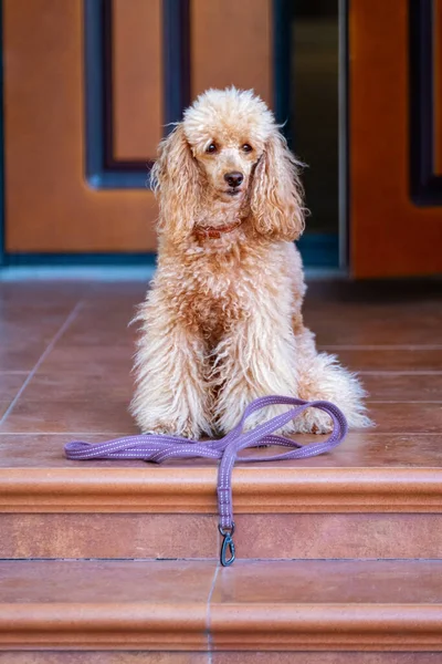 Cane Con Guinzaglio Attesa Andare Walkies Vicino Una Porta — Foto Stock