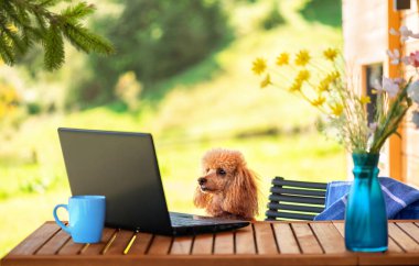 Dağ evindeki iş yeri kavramı, uzaktan çalışma..