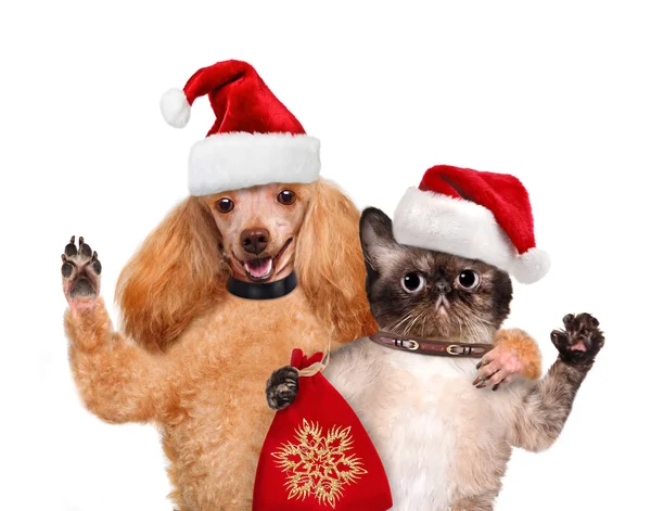 Gato y perro en sombreros rojos de Navidad . —  Fotos de Stock