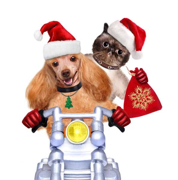 Cat and dog in red Christmas hats — Stock Photo, Image