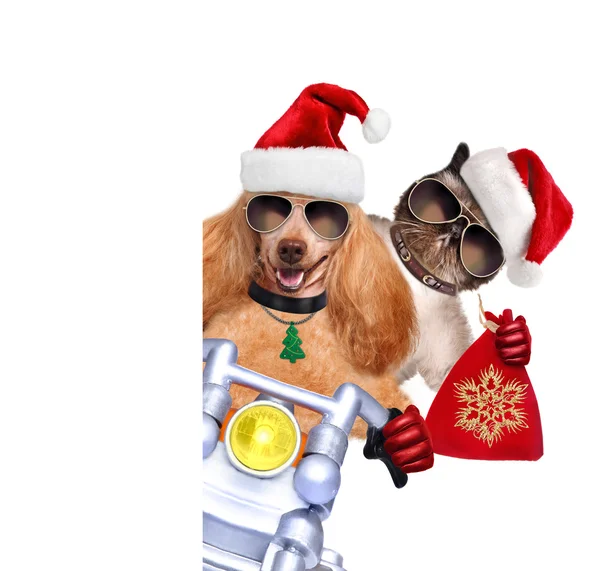 Gato y perro en sombreros rojos de Navidad — Foto de Stock