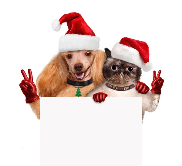 Dog and cat with peace fingers in red Christmas hats — Stock Photo, Image