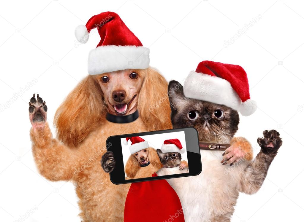 Cat and dog in red Christmas hats
