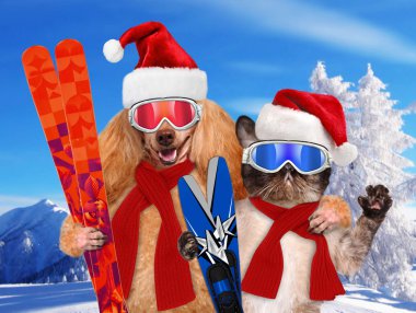 Kedi ve köpek kayaklar ile kırmızı Noel şapka içinde