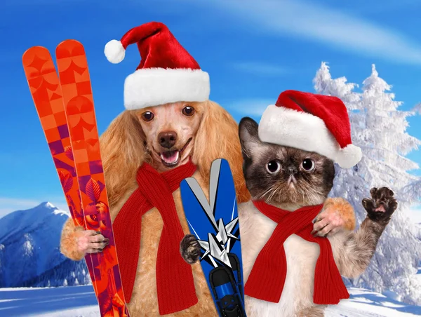 Gato e cão em chapéus vermelhos de Natal com esquis — Fotografia de Stock