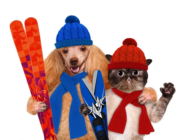 Dog with a cat with skis — Stock Photo, Image