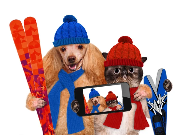 Kočka a pes klobouky s selfie spolu s smartphone — Stock fotografie