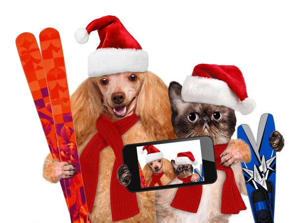 Gato y perro tomando una selfie junto con un teléfono inteligente — Foto de Stock