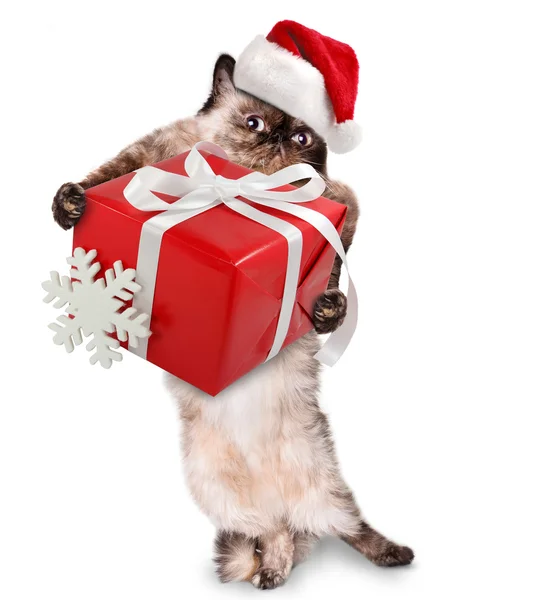 Gato en sombreros rojos de Navidad con regalo . — Foto de Stock