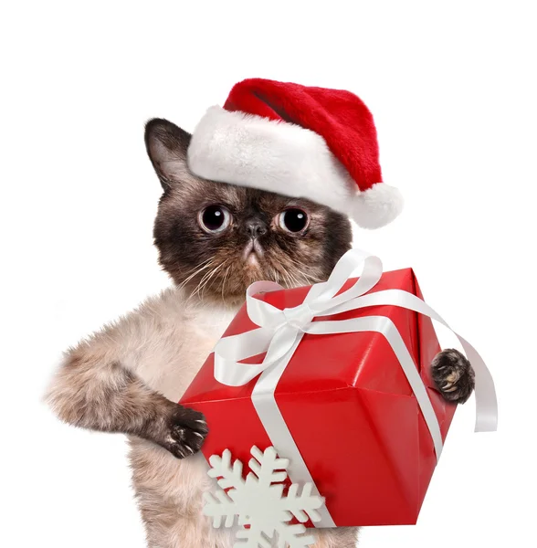 Gatto in rosso Cappelli di Natale con regalo . — Foto Stock