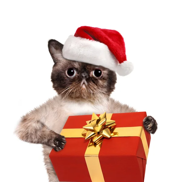 Кот в красных рождественских шляпах с подарком . — стоковое фото