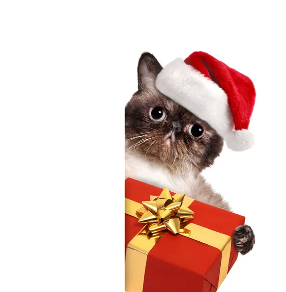 Gato en sombreros rojos de Navidad con regalo . — Foto de Stock