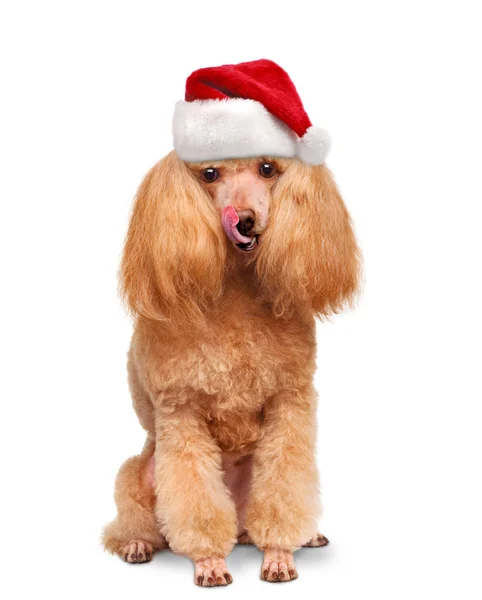 Hond in rode Kerstmis hoeden. — Stockfoto