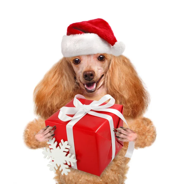 Hond met cadeau in rode Kerstmis hoeden. — Stockfoto