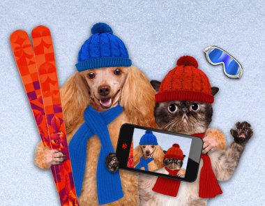 Kedi ve köpek bir akıllı telefon ile birlikte bir selfie alarak