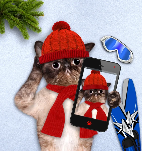 Katten tar en selfie med en smartphone. — Stockfoto