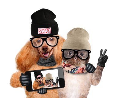 bir akıllı telefon ile birlikte bir selfie alarak kedi ile köpek