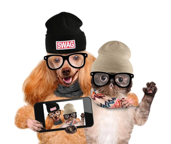 Hund mit Katze macht ein Selfie mit Smartphone. — Stockfoto