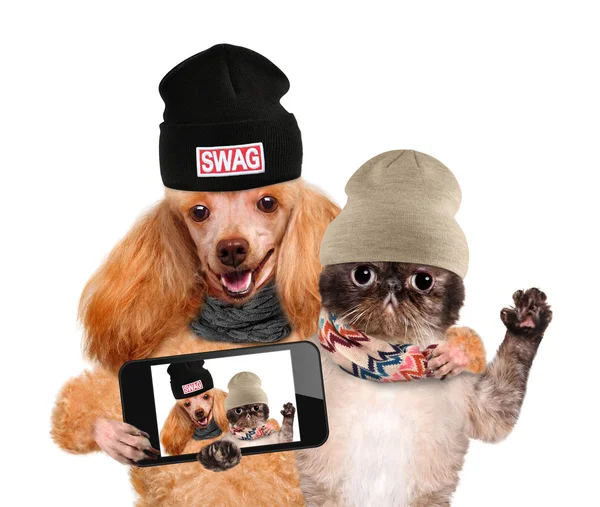 Hund med katten tar en selfie med en smartphone. — Stockfoto