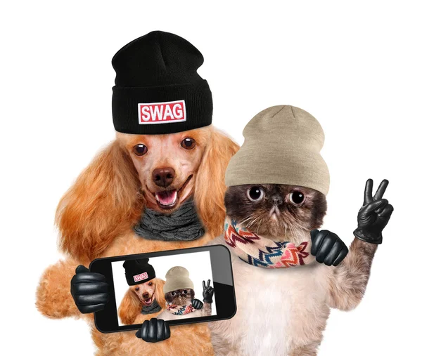 Hund med katten tar en selfie med en smartphone — Stockfoto