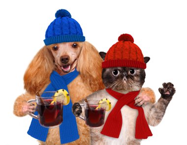 Mulled şarap paws içinde tutan bir kedi, köpek.