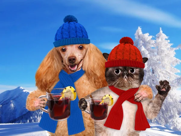 Dog with a cat, holding in the paws of mulled wine. — Stock Photo, Image