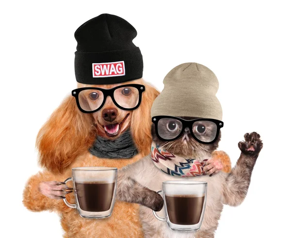 Hond met een kat, bezit in de poten van een cup van cacao — Stockfoto