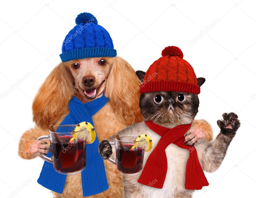 Dog with a cat, holding in the paws of mulled wine.