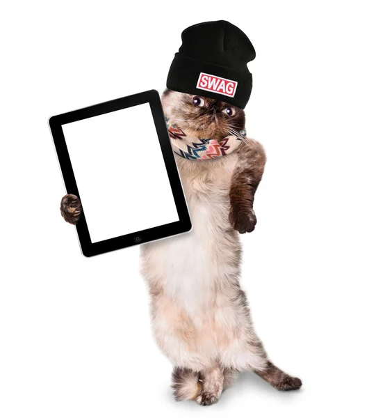 Fashionable cat holding a blank tablet. — Stock Photo, Image
