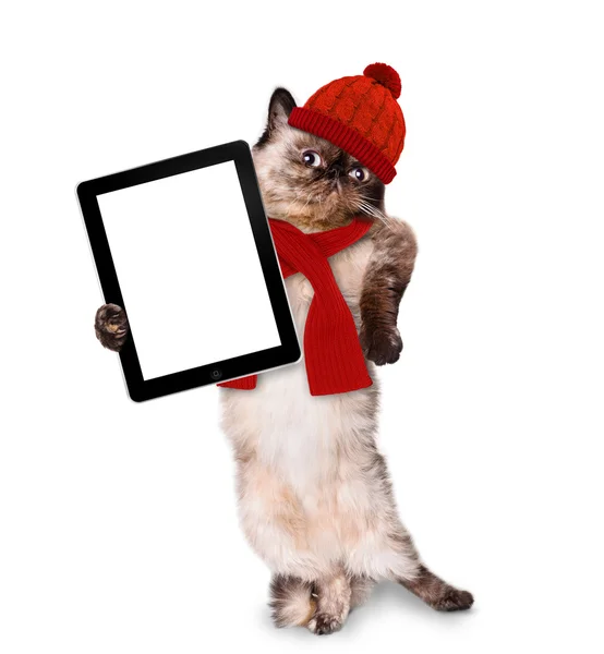 Fashionable cat holding a blank tablet. — Stock Photo, Image