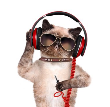Kedi kulaklık.